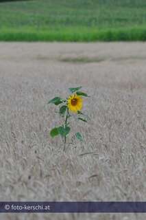 Eine Sonnenblume alleine im großen Kornfeld dsc_0822.jpg