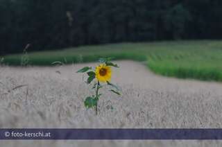 Eine Sonnenblume alleine im großen Kornfeld dsc_0827.jpg