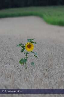 Eine Sonnenblume alleine im großen Kornfeld dsc_0829.jpg