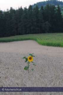 Eine Sonnenblume alleine im großen Kornfeld dsc_0844.jpg