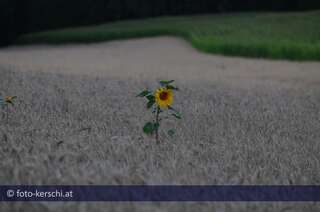 Eine Sonnenblume alleine im großen Kornfeld dsc_0848.jpg