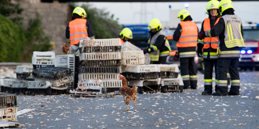 Titelbild: Total Sperre der Autobahn wegen verunglückten Tiertransport