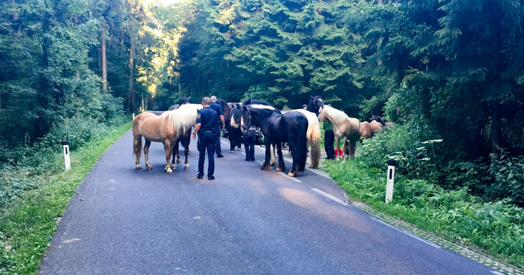 Titelbild: Polizei und Feuerwehr brachten freilaufende Pferde in Sicherheit