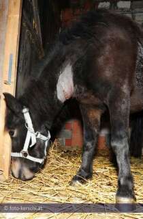 Tierquäler schnitt Pony den Hals auf kerschi_20091009_tierquler.jpg