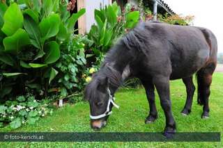 Tierquäler schnitt Pony den Hals auf kerschi_20091009_tierquler_12.jpg