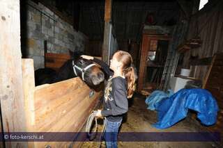 Tierquäler schnitt Pony den Hals auf kerschi_20091009_tierquler_29.jpg