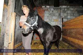 Tierquäler schnitt Pony den Hals auf kerschi_20091009_tierquler_31.jpg