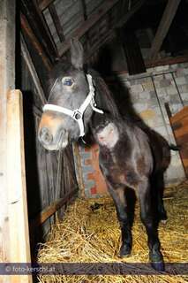 Tierquäler schnitt Pony den Hals auf kerschi_20091009_tierquler_32.jpg
