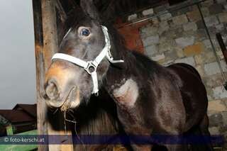 Tierquäler schnitt Pony den Hals auf kerschi_20091009_tierquler_33.jpg