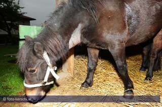 Tierquäler schnitt Pony den Hals auf kerschi_20091009_tierquler_34.jpg