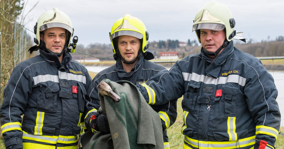 Titelbild: Feuerwehrmänner retten verletzten Schwan