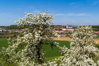 Blütenpracht in Oberösterreich foke_20180420_110819.jpg