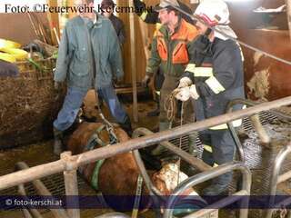 Tierbergung: Feuerwehrmänner retten Kuh aus Gülleschacht 05-12.jpg