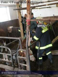 Tierbergung: Feuerwehrmänner retten Kuh aus Gülleschacht 05-14.jpg