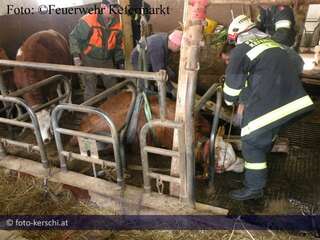 Tierbergung: Feuerwehrmänner retten Kuh aus Gülleschacht 05-19.jpg