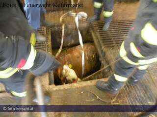 Tierbergung: Feuerwehrmänner retten Kuh aus Gülleschacht 05-28.jpg