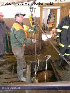Tierbergung: Feuerwehrmänner retten Kuh aus Gülleschacht 05-6.jpg