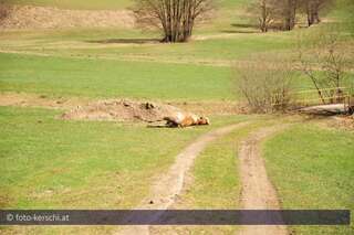 Tragödie in Lasberg: Bauer lag tot neben toter Kuh foto-kerschi_03-04-2010_rtselhafter_tod_lasberg_31.jpg