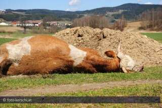 Tragödie in Lasberg: Bauer lag tot neben toter Kuh foto-kerschi_03-04-2010_rtselhafter_tod_lasberg_34.jpg