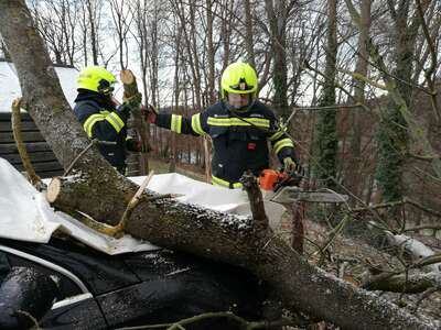 Baum stürzte auf Auto, Hausfassade beschädigt IMG-20190102-WA0015.jpg