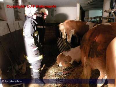 Nächtliche Tierrettung in Kefermarkt tierrettung_ff_keferbach_005.jpg