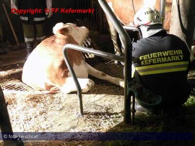 Nächtliche Tierrettung in Kefermarkt tierrettung_ff_keferbach_006.jpg