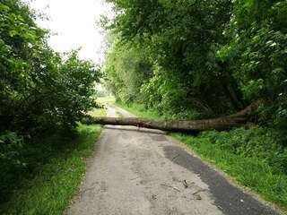 Baum blockierte Straße E190600824_02.jpeg