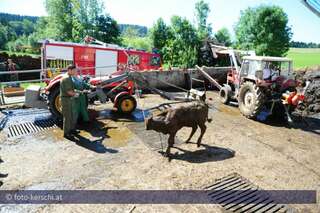 Vom Feuerwehrfest zur Tierrettung tierrettung-windhaag-026.jpg