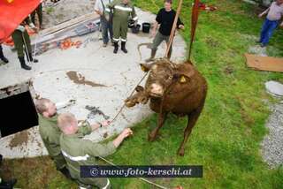 Kuh aus Jauchegrube gerettet! dsc_2332.jpg