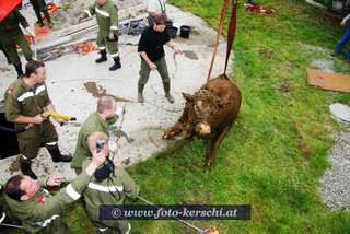 Kuh aus Jauchegrube gerettet! dsc_2334.jpg