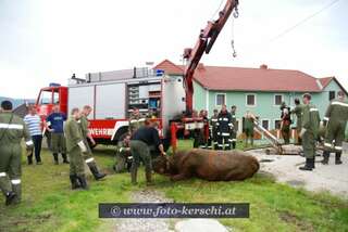 Kuh aus Jauchegrube gerettet! dsc_2353.jpg