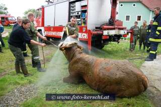 Kuh aus Jauchegrube gerettet! dsc_2363.jpg