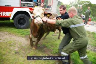 Kuh aus Jauchegrube gerettet! dsc_2368.jpg