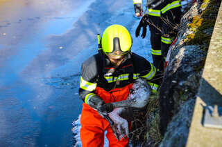 Verletzter Schwan von Feuerwehr gerettet FFSCHW_Tierrettung-Schwan_20200105_2.jpg