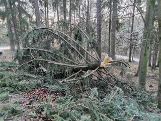 Umgestürzte Bäume und ein abgedecktes Haus beschäftigt die Feuerwehr Schwertberg IMG_20200210_154713.jpg