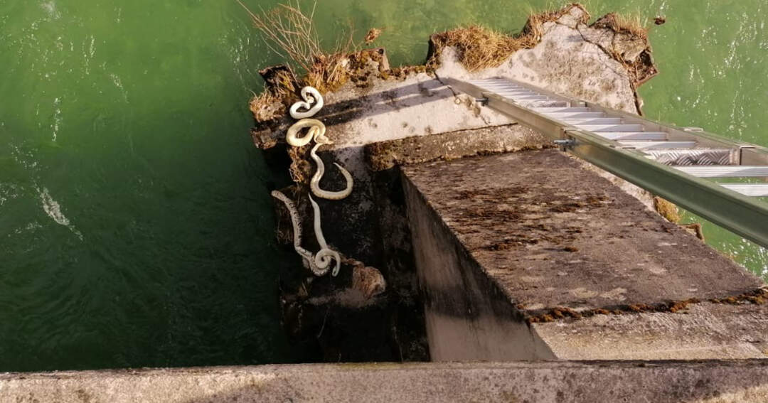 Titelbild: Exotische Schlangen an der Steyr gefunden: Jetzt ermittelt die Polizei