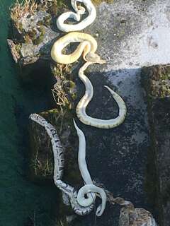 Exotische Schlangen an der Steyr gefunden: Jetzt ermittelt die Polizei 464922167_203499.jpg