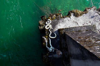Exotische Schlangen an der Steyr gefunden: Jetzt ermittelt die Polizei FOKE_2020021312382_040.jpg