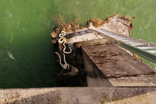 Exotische Schlangen an der Steyr gefunden: Jetzt ermittelt die Polizei FOKE_2020021312382_047.jpg