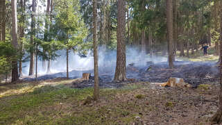 Waldbrand durch Anrainer verhindert 20200417_142106_139.jpg