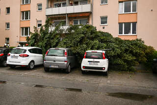 Größerer Baum stürzte auf mehrere Fahrzeuge FOKE_2020051119231317_043-Bearbeitet.jpg