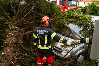 Größerer Baum stürzte auf mehrere Fahrzeuge FOKE_2020051119351347_005.jpg