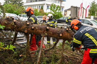 Größerer Baum stürzte auf mehrere Fahrzeuge FOKE_2020051119351349_055.jpg