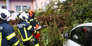 Größerer Baum stürzte auf mehrere Fahrzeuge FOKE_2020051119381355_086.jpg
