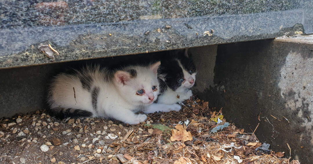 Babykatzen unter Grabstein gefangen