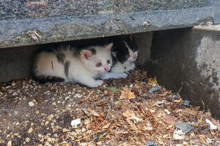 Babykatzen unter Grabstein gefangen FOKE_202006171140114027_002.jpg