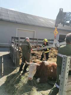 Rettung einer hochträchtigen Kuh 2020_07_08_Tierrettung.jpg