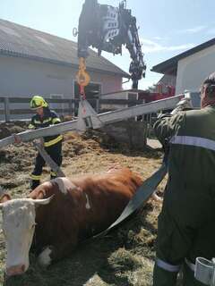 Rettung einer hochträchtigen Kuh 2020_07_08_Tierrettung3.jpg