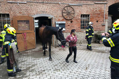 Feuerwehr kommt Pferd zu Hilfe E200701693_03.jpg