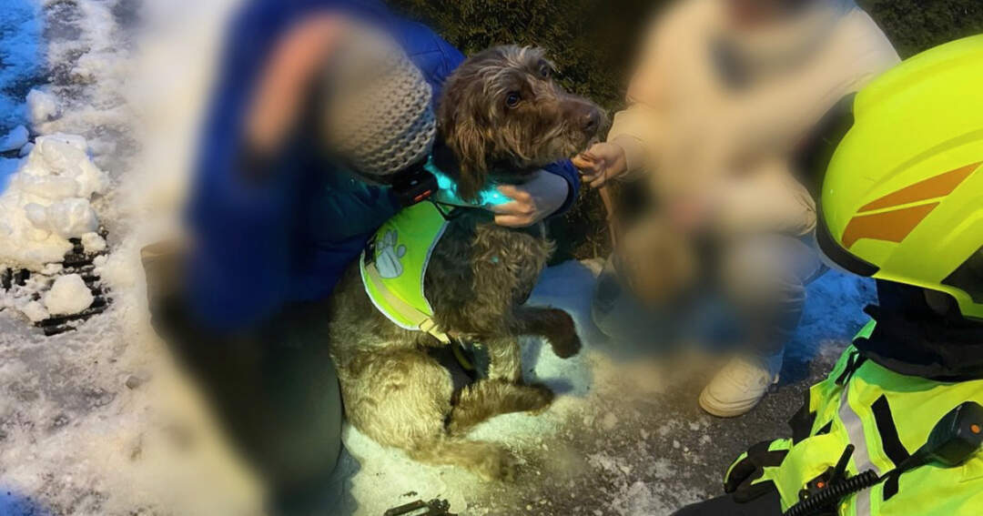 Tierrettung: Hund steckte mit Pfote in Rigolgitter fest